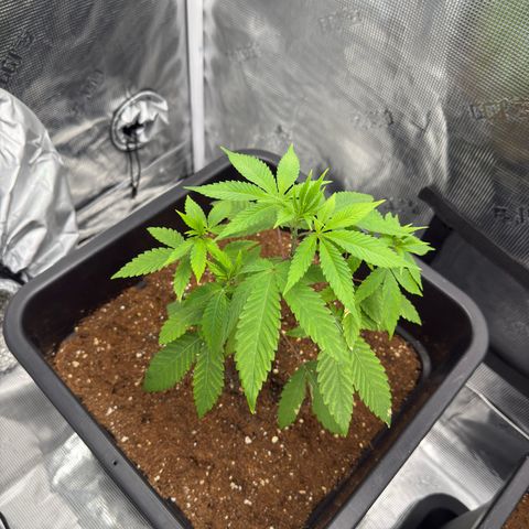 Chemdawg#2 growlog timeline photo