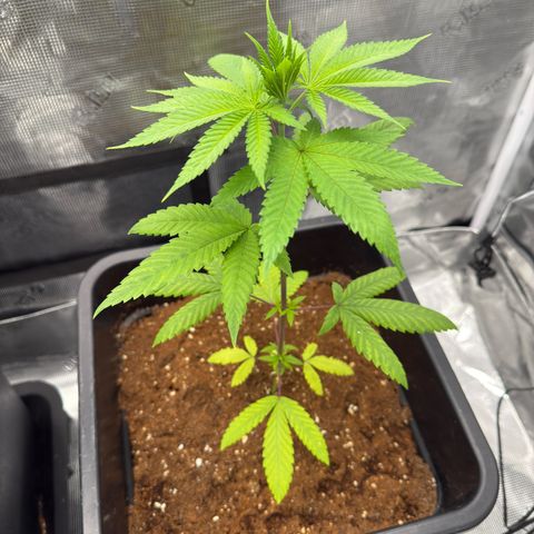 Chemdawg#1 growlog timeline photo