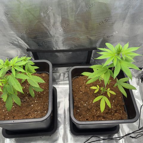 Chemdawg#2 growlog timeline photo