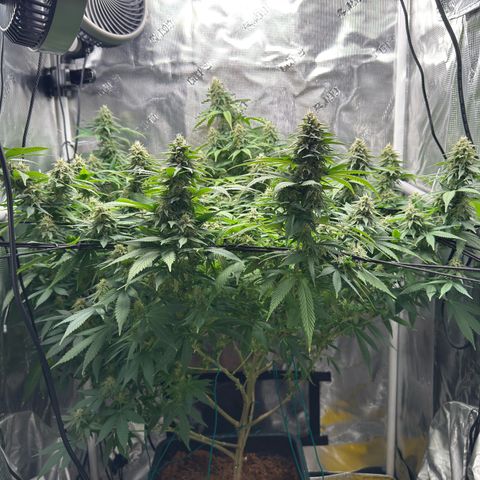 Vanilla Frosting growlog timeline photo