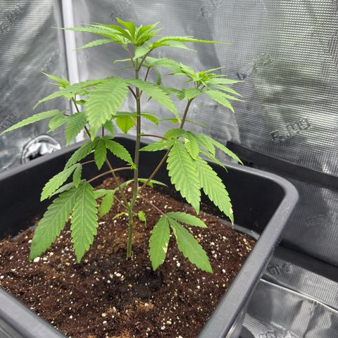 Chemdawg#2 growlog timeline photo