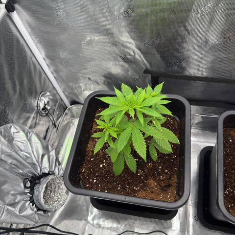 Chemdawg#2 growlog timeline photo