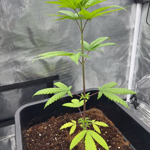 Chemdawg#1 growlog timeline photo
