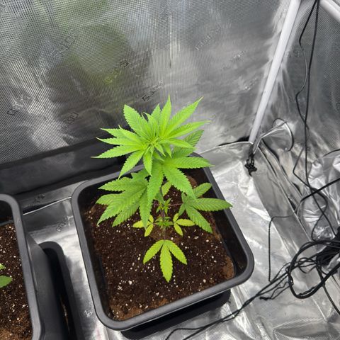 Chemdawg#1 growlog timeline photo