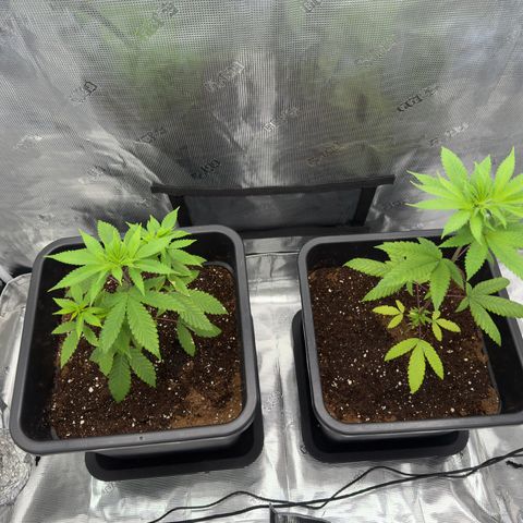 Chemdawg#2 growlog timeline photo