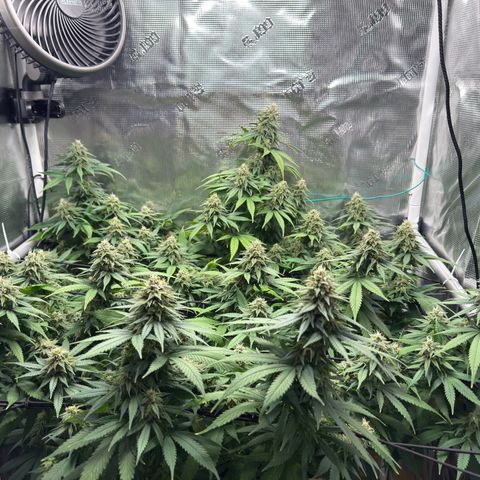 Vanilla Frosting growlog timeline photo