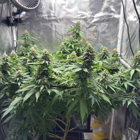 Vanilla Frosting growlog timeline photo