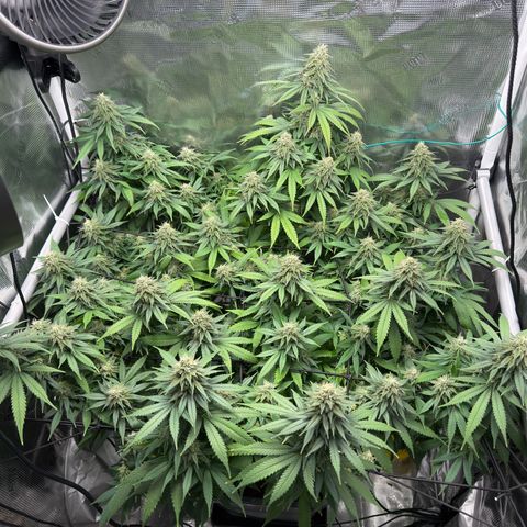 Vanilla Frosting growlog timeline photo