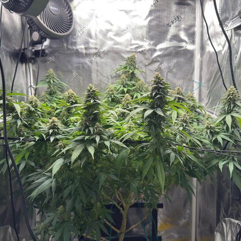 Vanilla Frosting growlog timeline photo