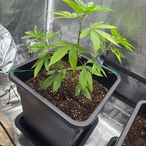 Chemdawg#2 growlog timeline photo