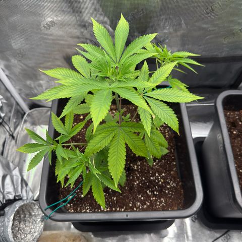 Chemdawg#2 growlog timeline photo
