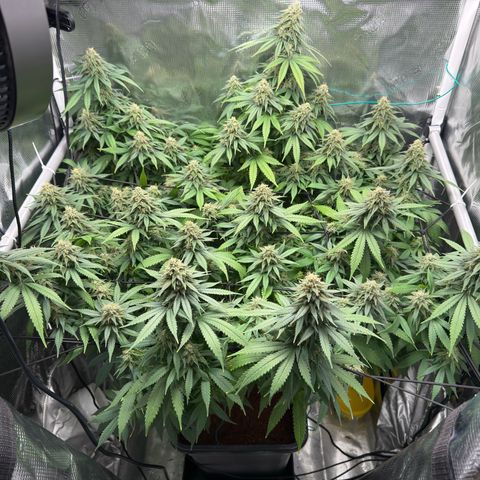 Vanilla Frosting growlog timeline photo