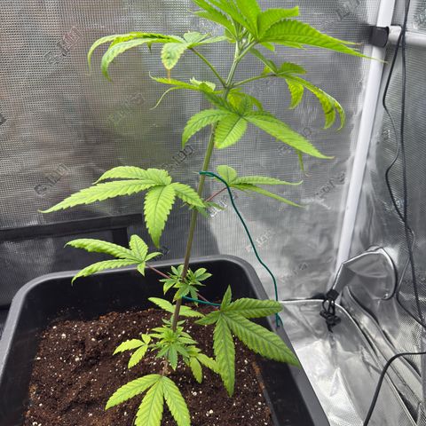 Chemdawg#1 growlog timeline photo