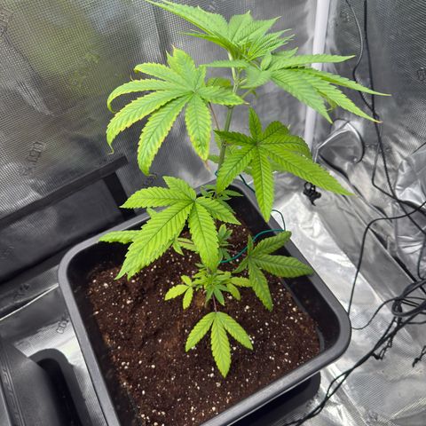 Chemdawg#1 growlog timeline photo