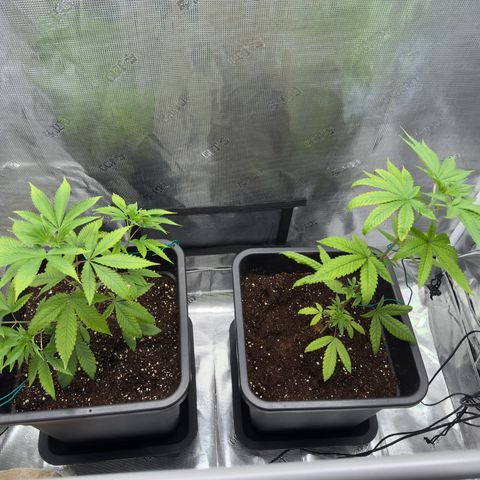 Chemdawg#2 growlog timeline photo