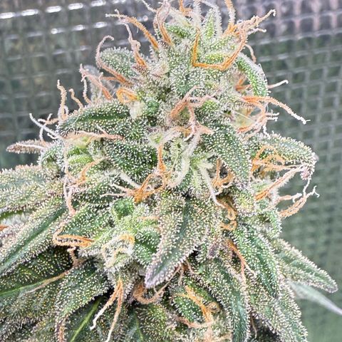 Vanilla Frosting growlog timeline photo