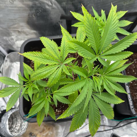 Chemdawg#2 growlog timeline photo