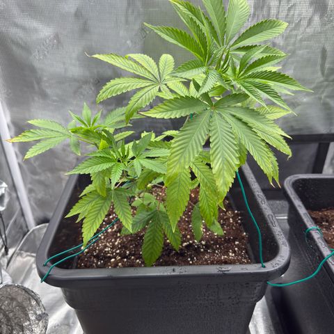 Chemdawg#2 growlog timeline photo