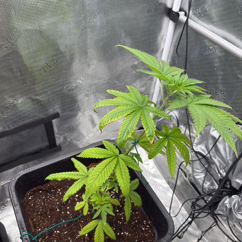 Chemdawg#1 growlog timeline photo