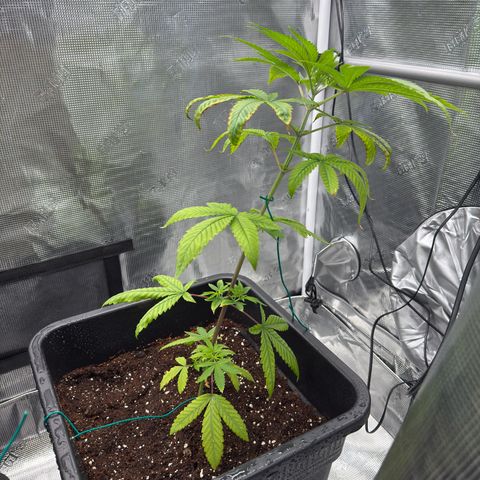 Chemdawg#1 growlog timeline photo