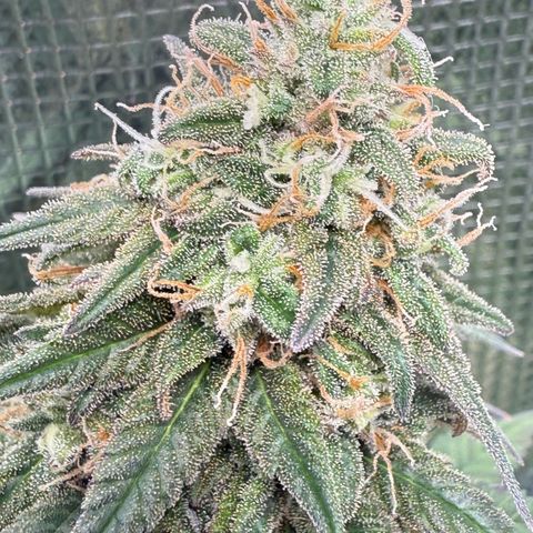 Vanilla Frosting growlog timeline photo