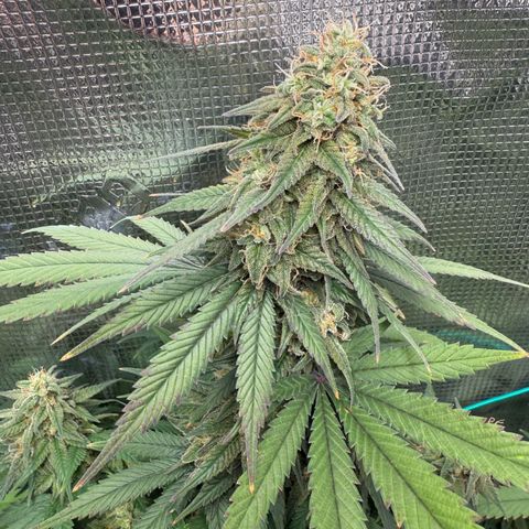 Vanilla Frosting growlog timeline photo