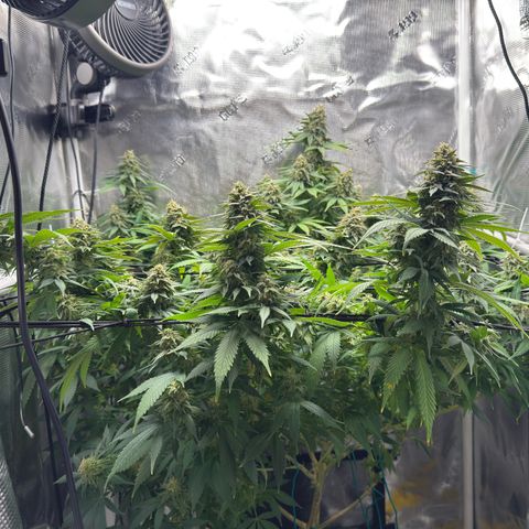 Vanilla Frosting growlog timeline photo