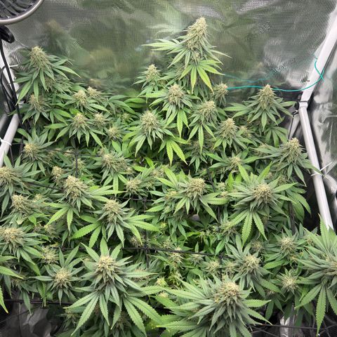 Vanilla Frosting growlog timeline photo