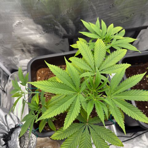 Chemdawg#2 growlog timeline photo