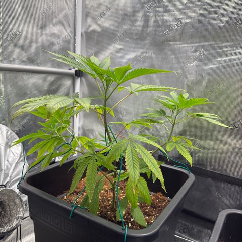 Chemdawg#2 growlog timeline photo