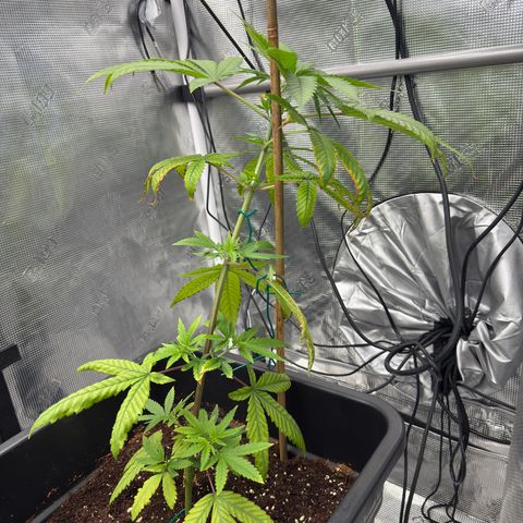 Chemdawg#1 growlog timeline photo