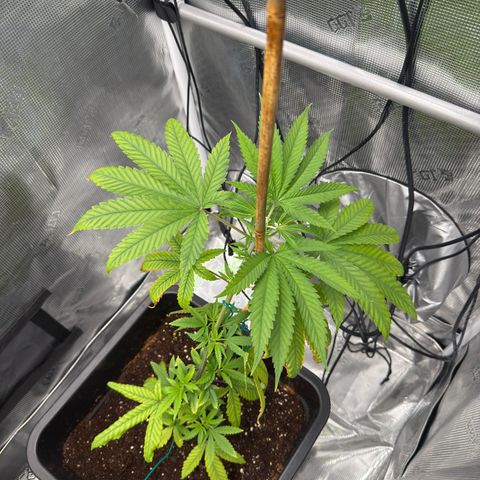 Chemdawg#1 growlog timeline photo