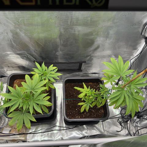 Chemdawg#2 growlog timeline photo