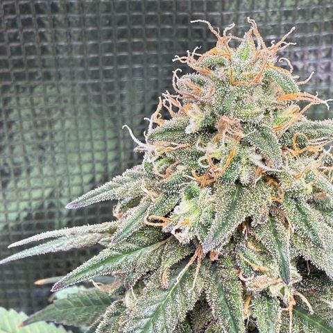 Vanilla Frosting growlog timeline photo