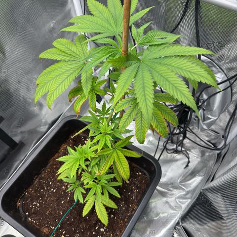 Chemdawg#1 growlog timeline photo
