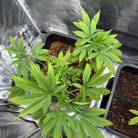 Chemdawg#2 growlog timeline photo