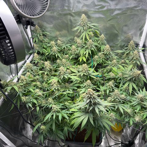 Vanilla Frosting growlog timeline photo