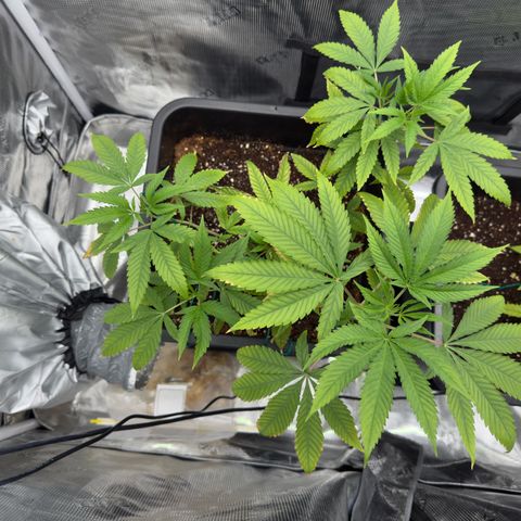 Chemdawg#2 growlog timeline photo