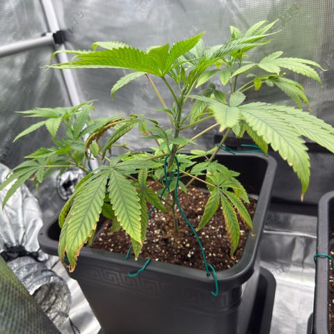 Chemdawg#2 growlog timeline photo
