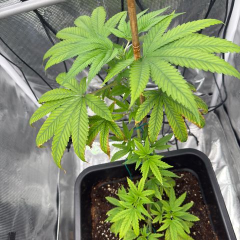 Chemdawg#1 growlog timeline photo