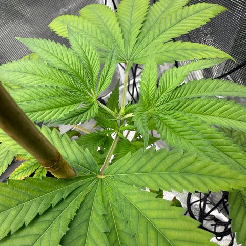 Chemdawg#1 growlog timeline photo