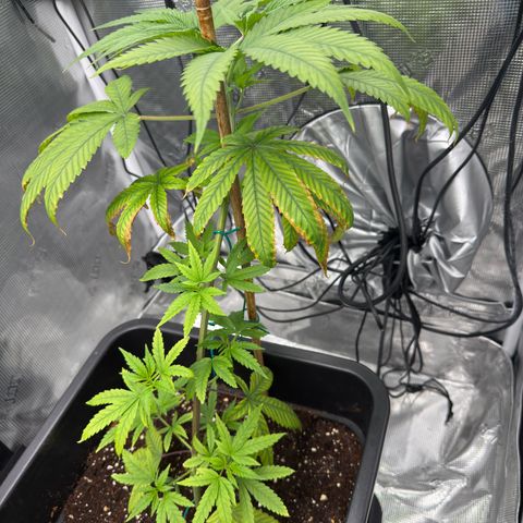 Chemdawg#1 growlog timeline photo