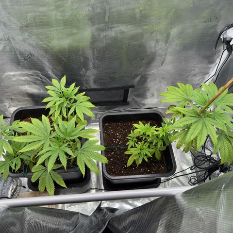 Chemdawg#2 growlog timeline photo