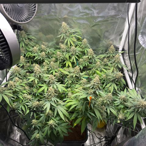Vanilla Frosting growlog timeline photo