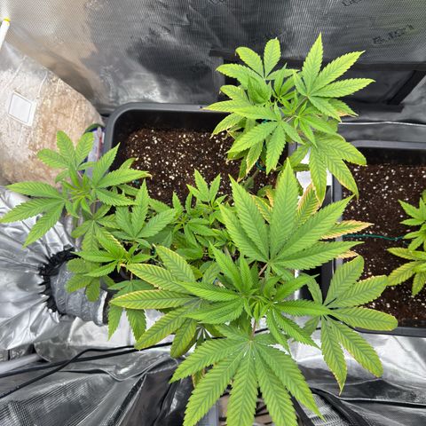Chemdawg#2 growlog timeline photo