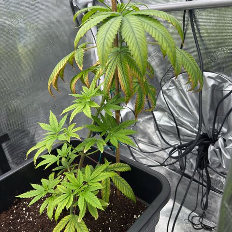 Chemdawg#1 growlog timeline photo