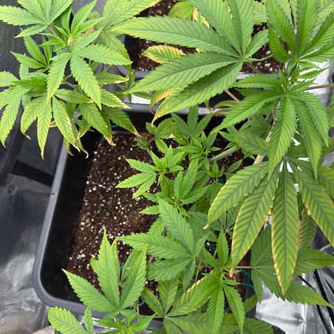 Chemdawg#1 growlog timeline photo