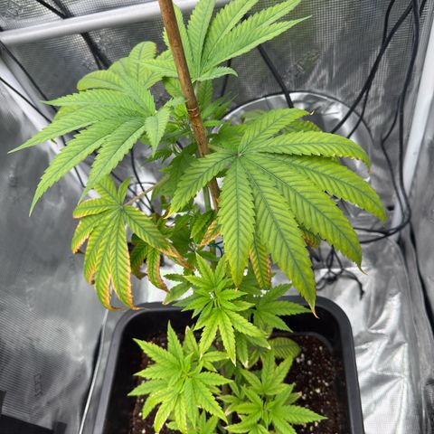 Chemdawg#1 growlog timeline photo