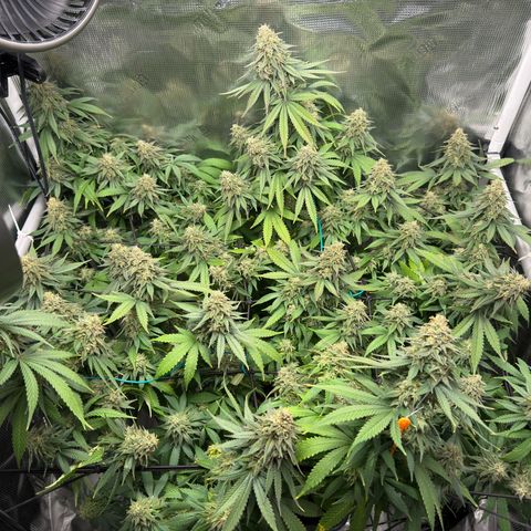 Vanilla Frosting growlog photo: Last flush before harvest 