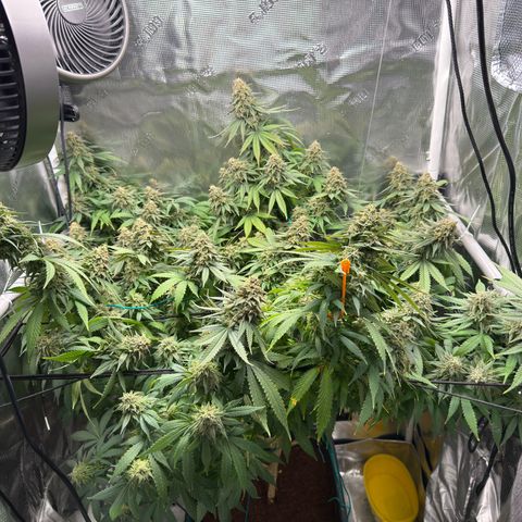 Vanilla Frosting growlog photo: Last flush before harvest 
